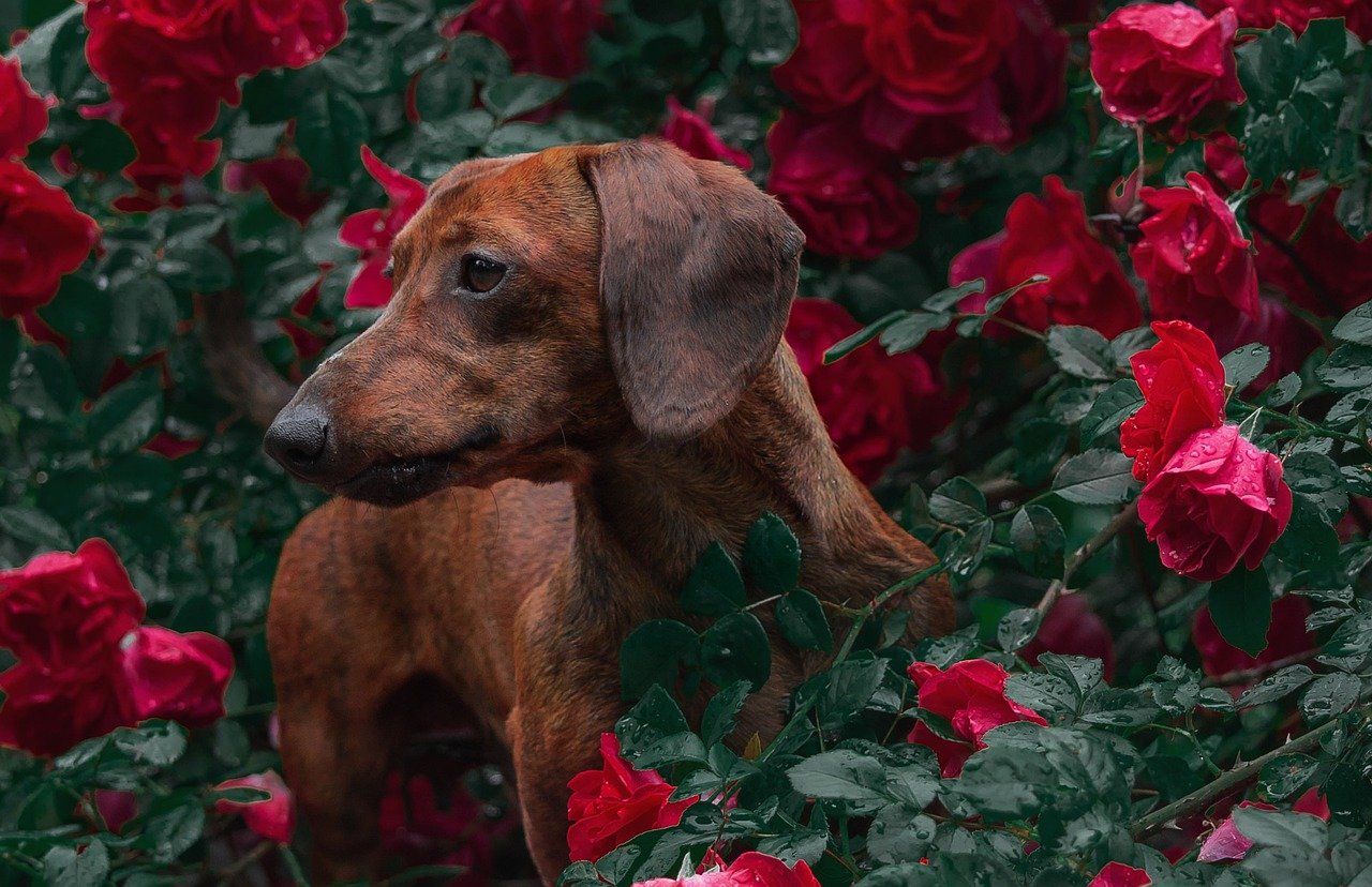 The Importance of Hydration for Older Pets